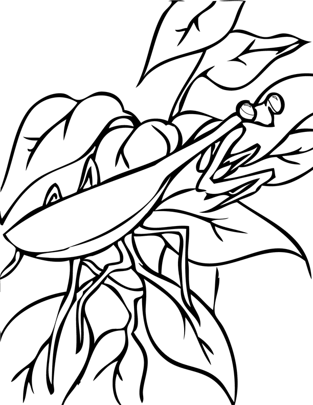 Praying Mantis Coloring Pages 433 | Free Printable Coloring Pages