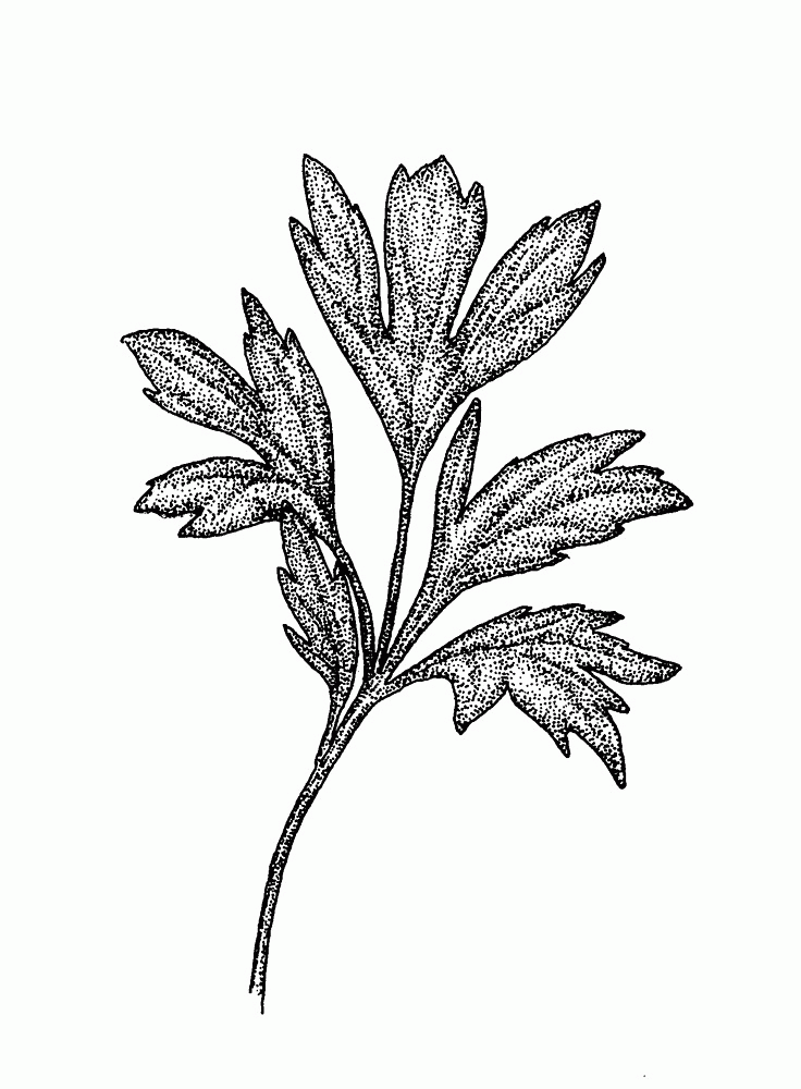 Ranunculus caricetorum (swamp buttercup, swamp crowfoot): Go Botany