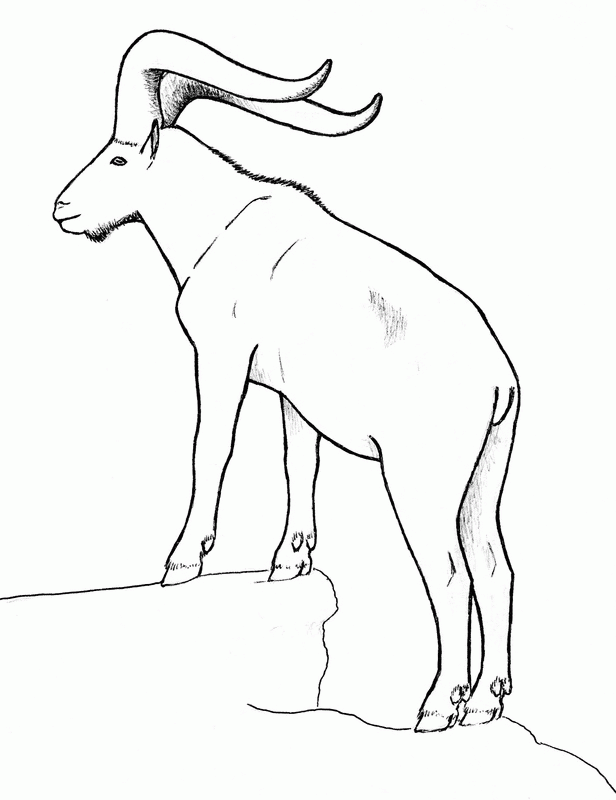 Other Goat Drawings - Rubystar Dairy Goats