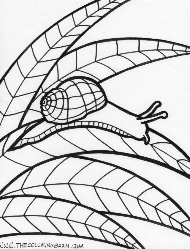 Coloring Pages Of Jungle Animals Pin Rain Forest Animals Coloring 