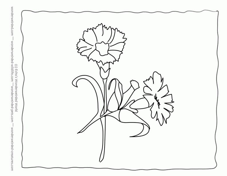 Flower Coloring Sheets Carnation,Free Printable Flower Coloring 