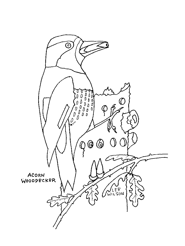 woodpecker coloring page