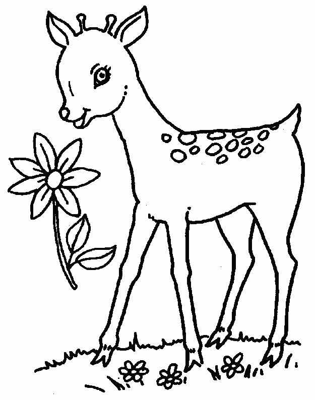 Fawns coloring pages
