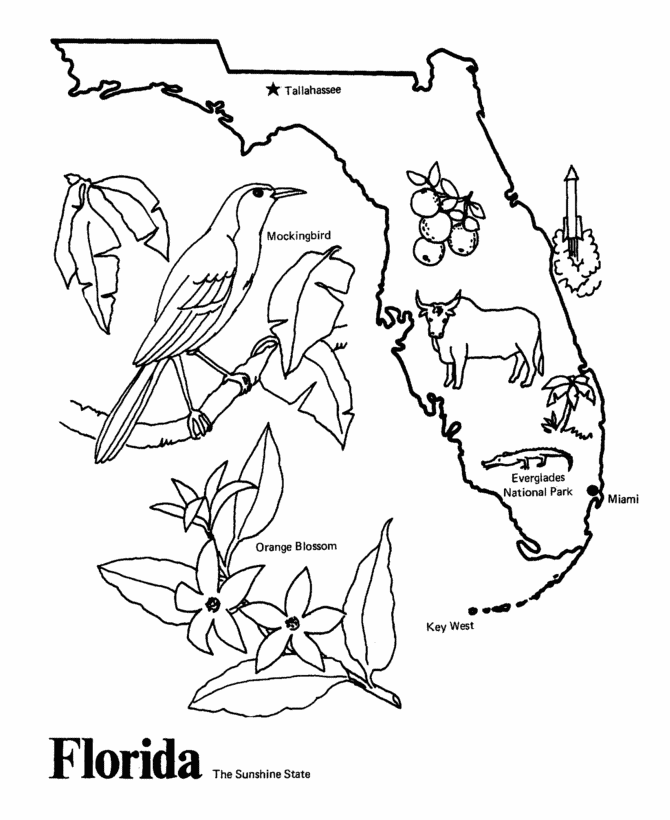 USA-Printables: Florida State outline shape and demographic map 