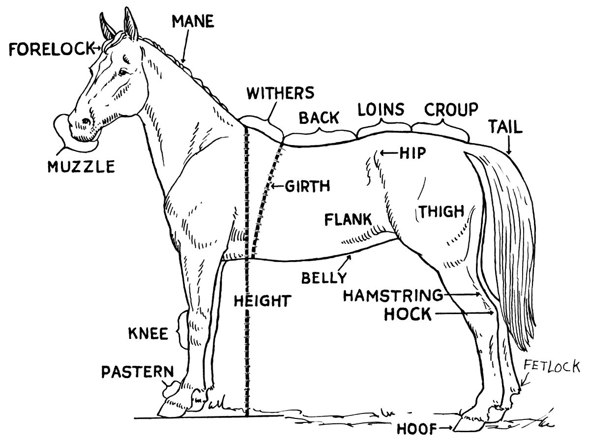 Animal Body Parts Coloring Pages - High Quality Coloring Pages - Coloring  Home