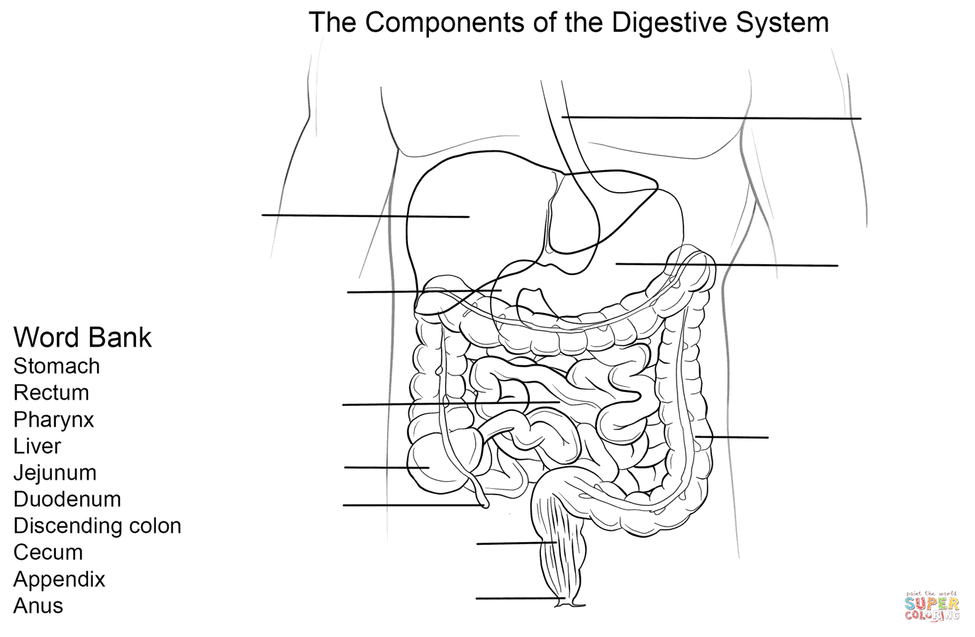 Digestive System Worksheet coloring page | Free Printable Coloring ...