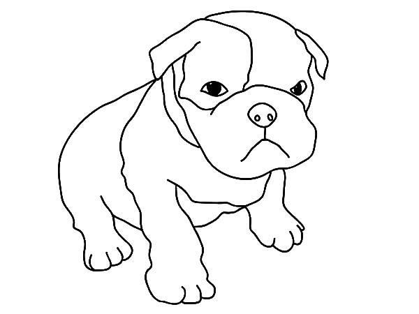 Baby Boxer Dog Coloring Pages : Best Place to Color