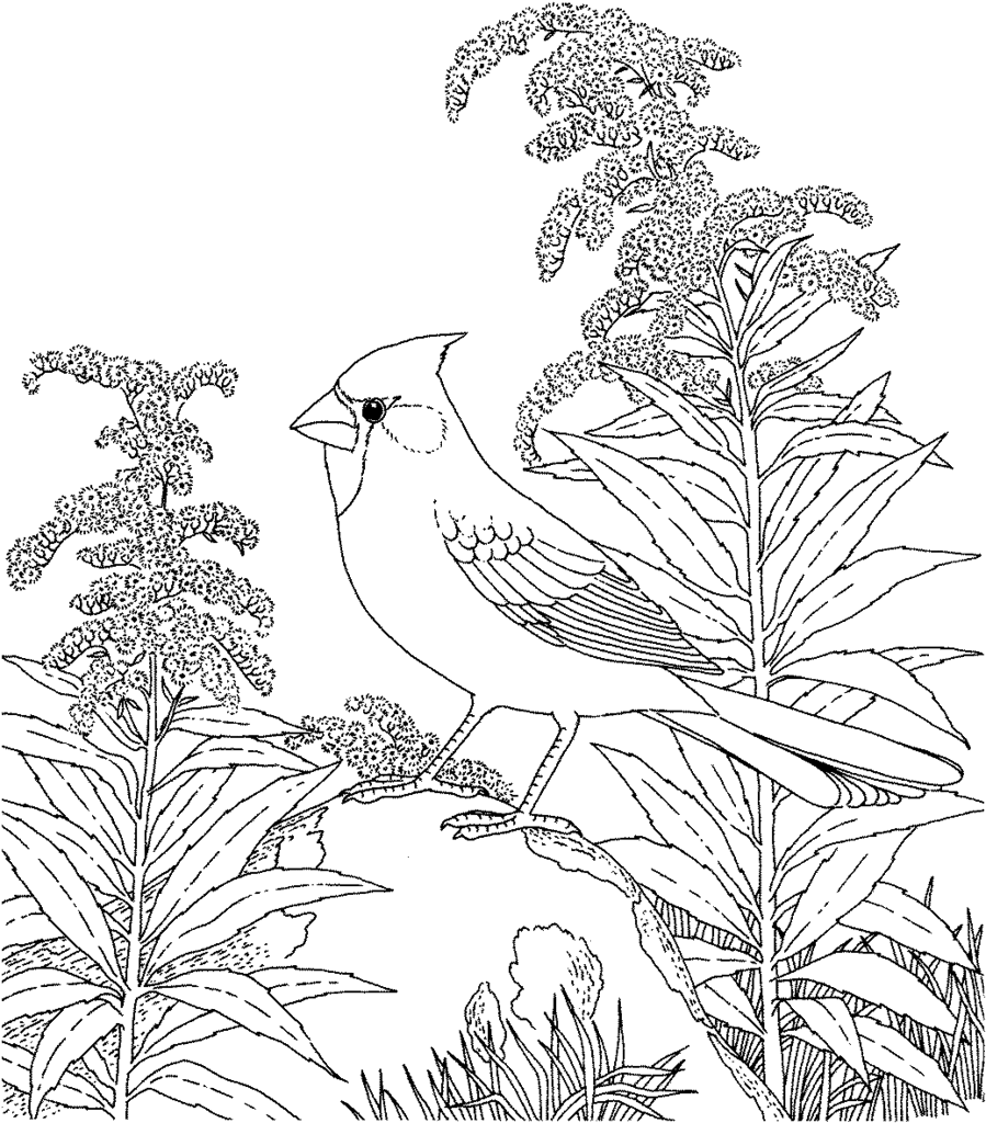 Download Coloring Pages For Adult Coloring Home