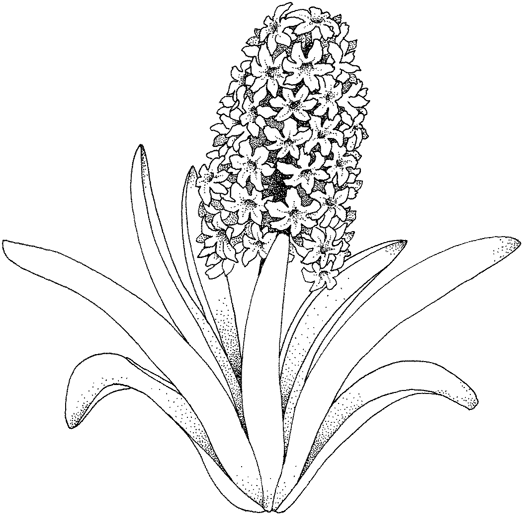 Kids Under 7: Flowers Coloring pages