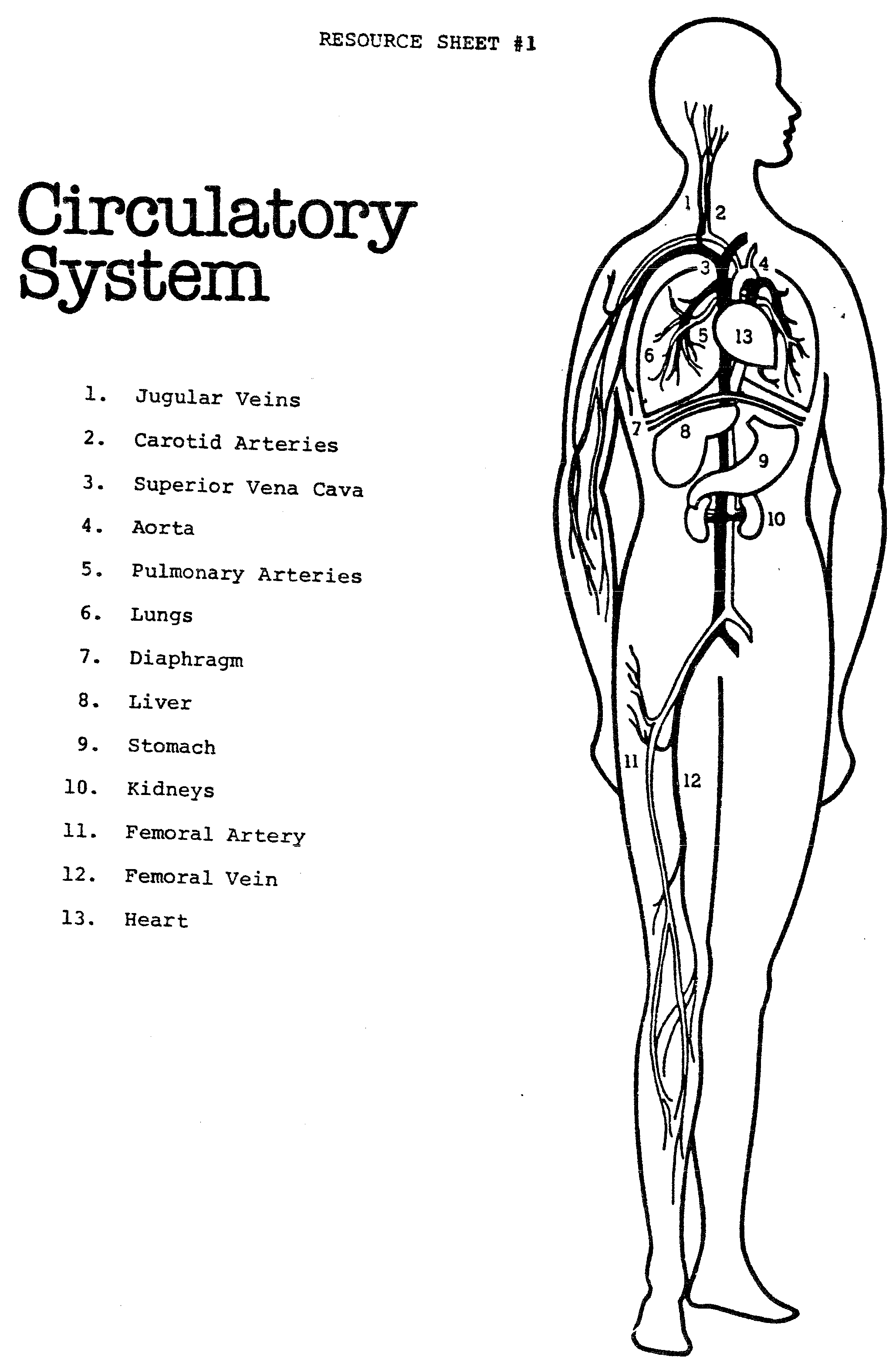 Circulatory System For Kids Coloring Pages - Coloring Home For Circulatory System Worksheet Pdf