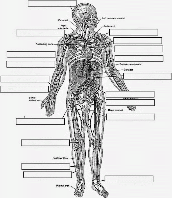 Lines Free Anatomy And Physiology Coloring Pages Az Coloring Pages ...