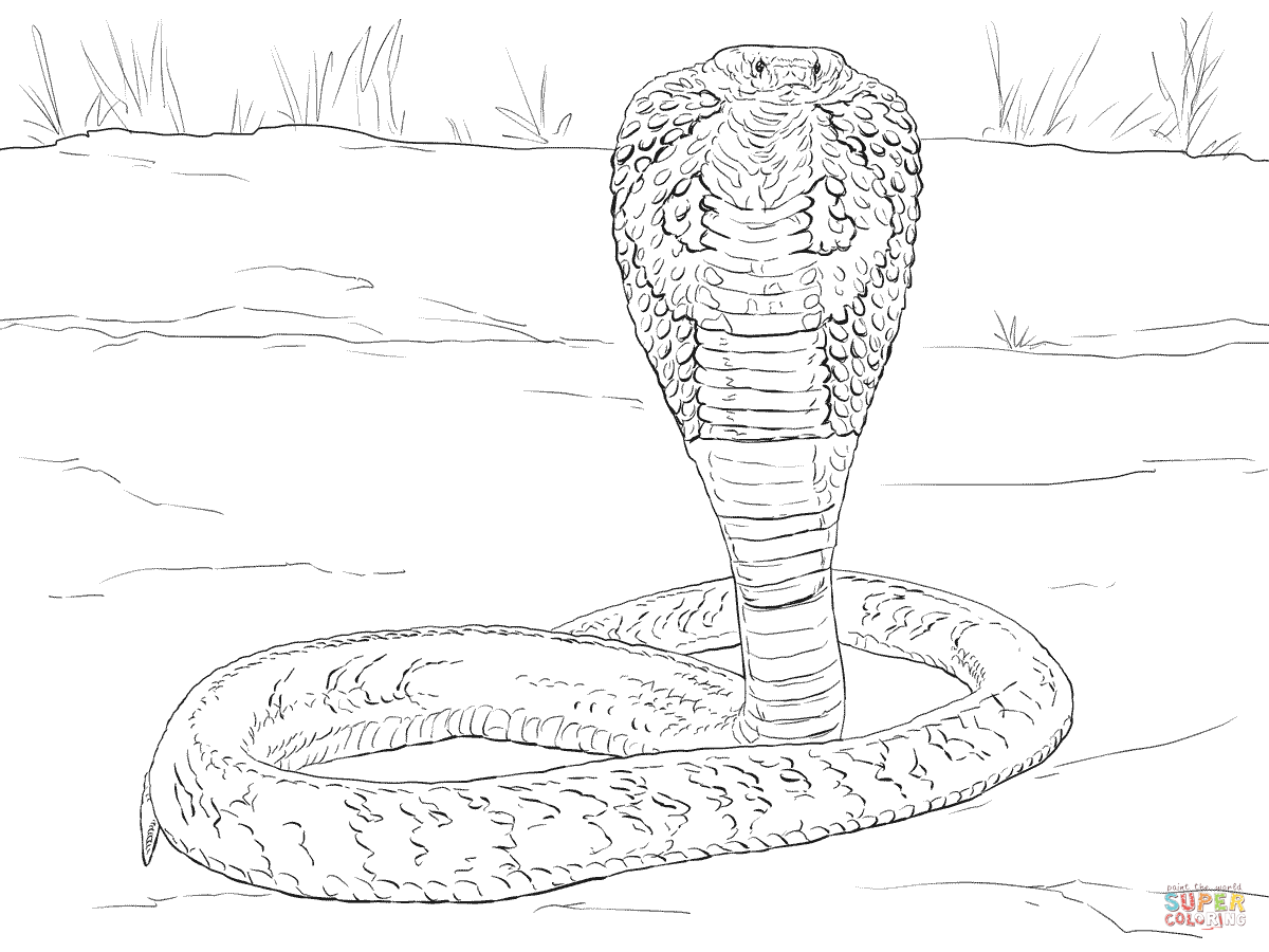 Indian Cobra coloring page | Free Printable Coloring Pages