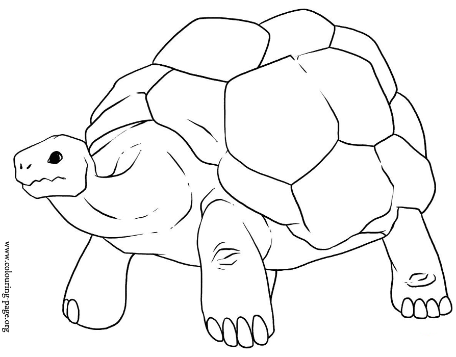 Turtles - An old tortoise with a big shell coloring page