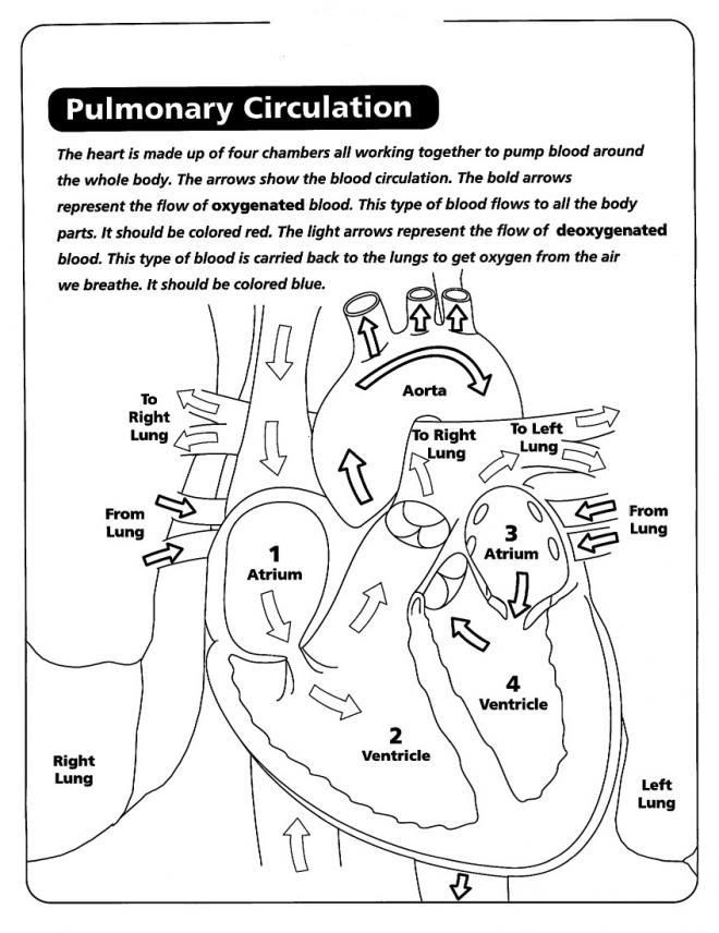 Anatomy: Human Skeleton Coloring, Human Heart Coloring, Pulmonary 