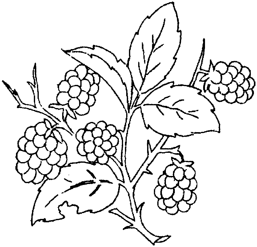 Grape 14 Coloring Pages | Free Printable Coloring Pages 