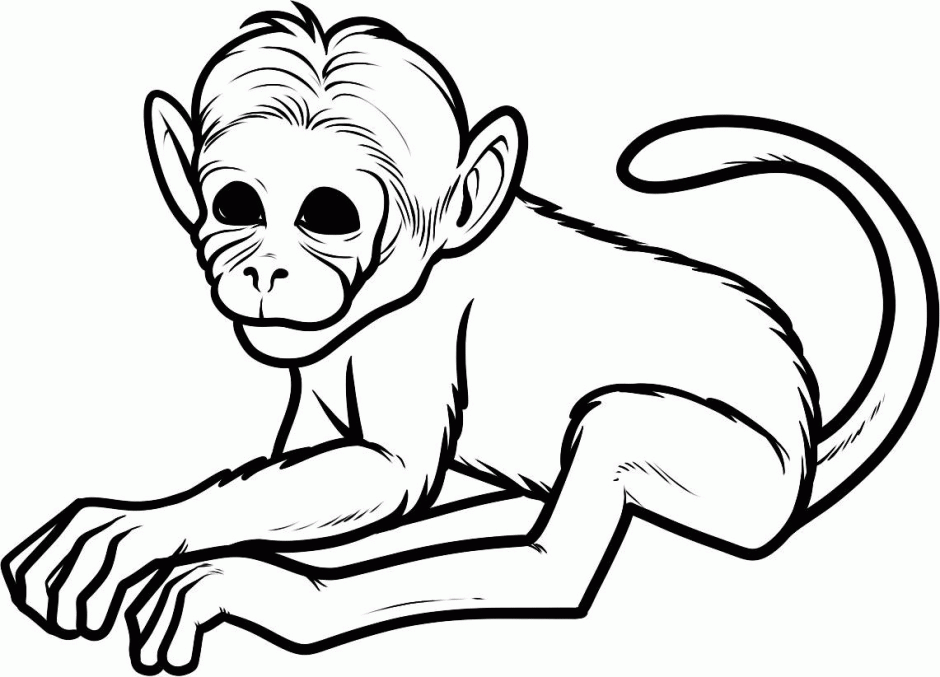 Printable Monkey Animal Th Coloring Pages For Kids Car Wallpaper 