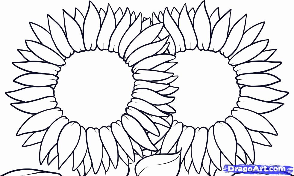 How to Draw Sunflowers, Step by Step, Flowers, Pop Culture, FREE 