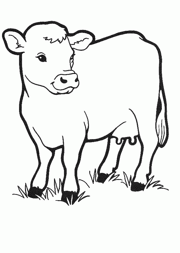 Cow-coloring-pages |coloring pages for adults,coloring pages for 