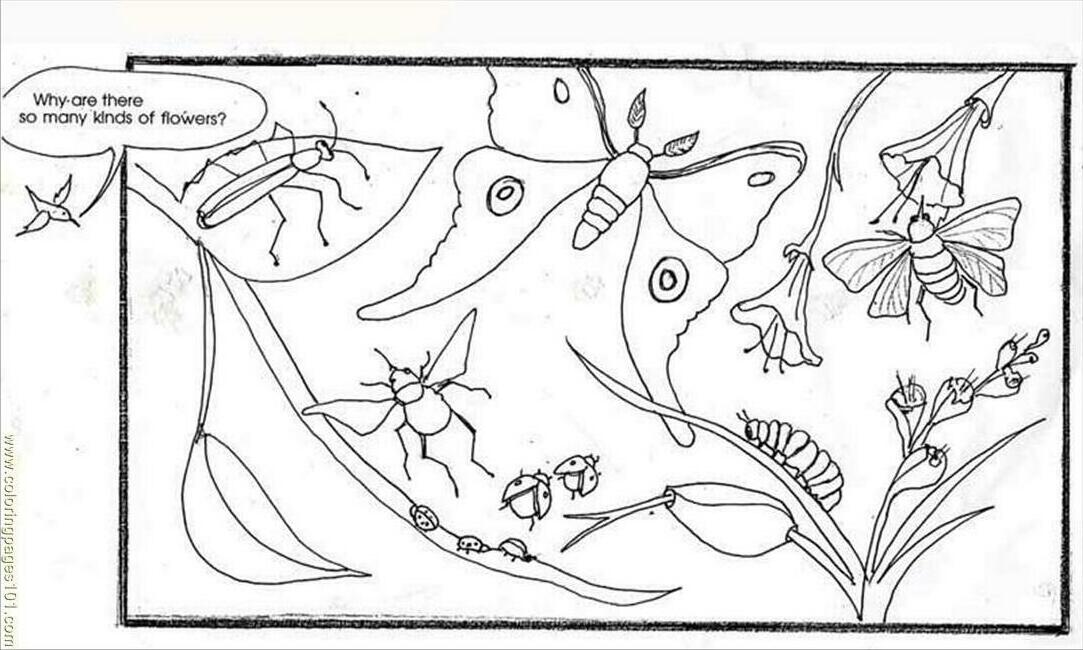 Coloring Pages Biodiv Color 2 (Animals > Insects) - free printable 