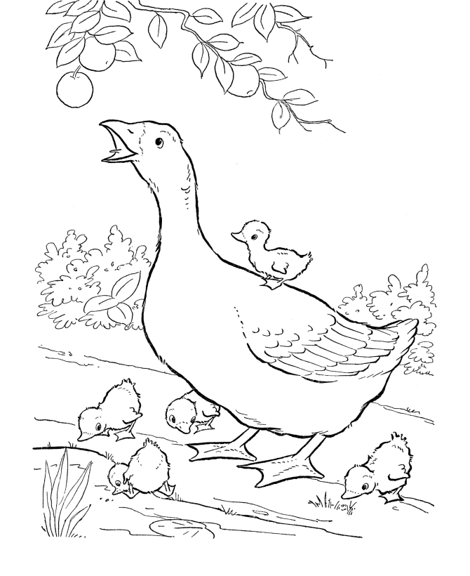 Easter Chick Coloring Pages - Mother goose and baby chicks easter 