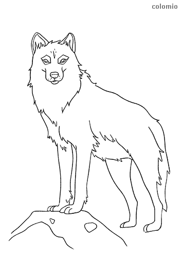 Wolves coloring pages » Free & Printable » Wolf coloring sheets