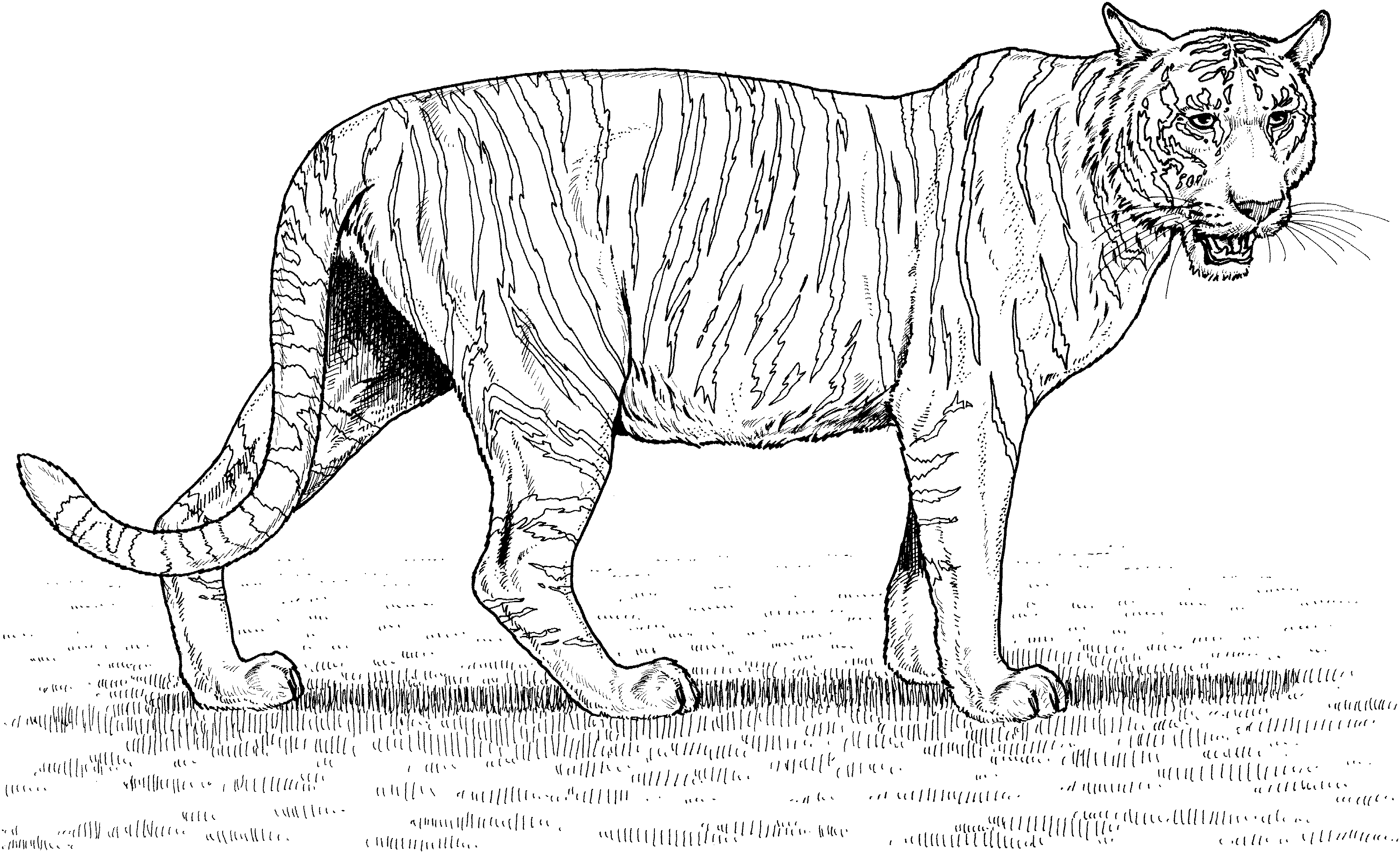 Printable Tiger Coloring Pages Kids - Colorine.net | #1494