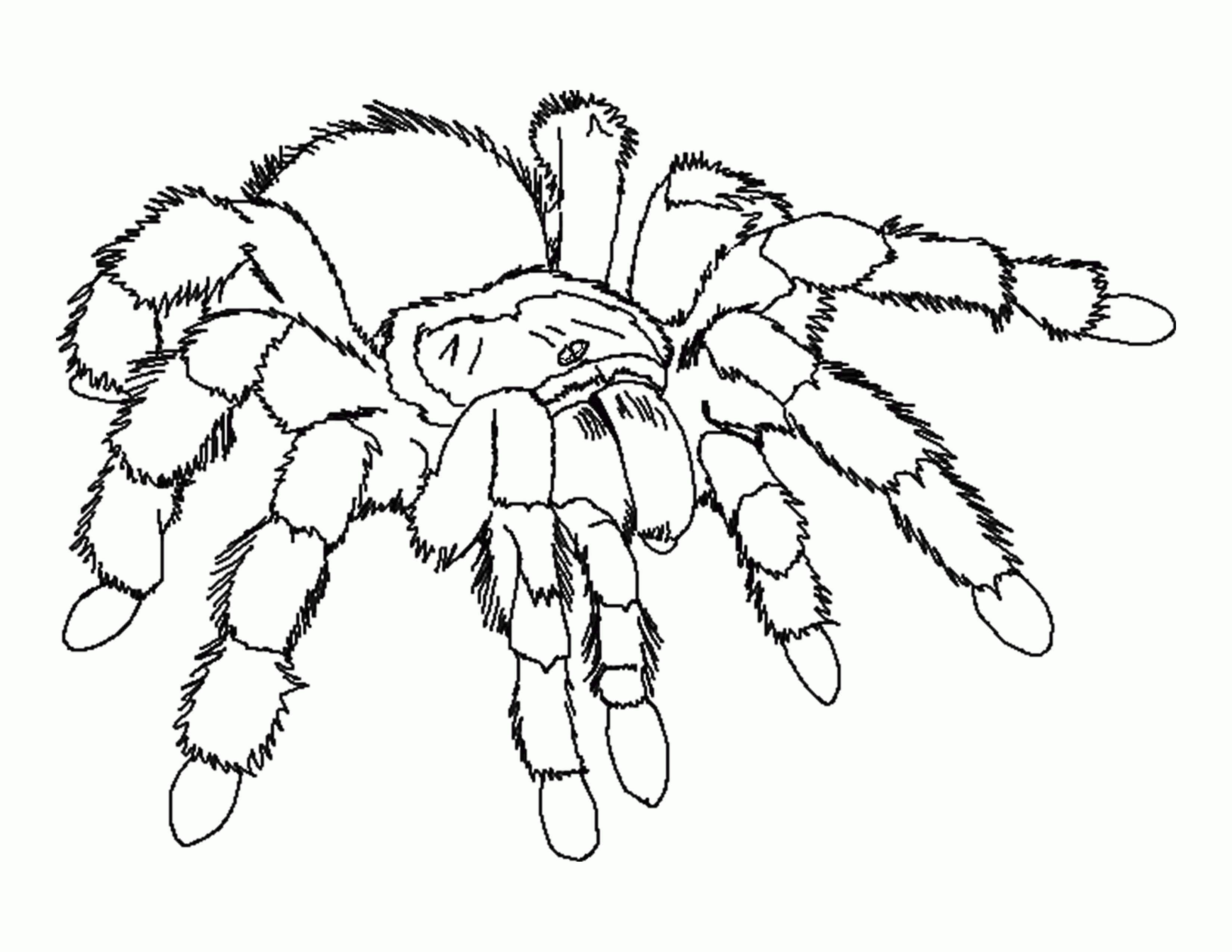 printable coloring pages of spiders