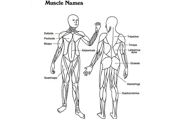 Muscular System Coloring Page