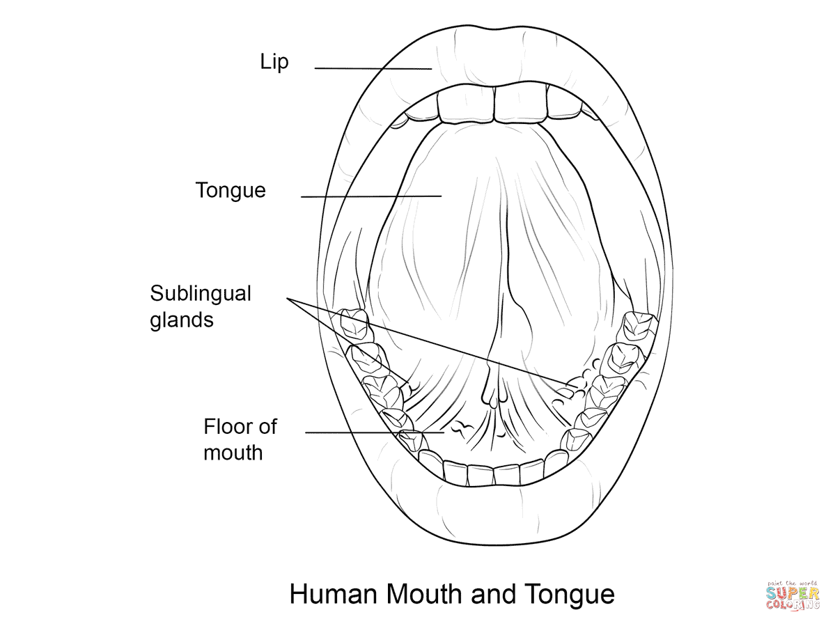 Human Mouth and Tongue coloring page | Free Printable Coloring Pages |  Human mouth, Free printable coloring pages, Free printable coloring