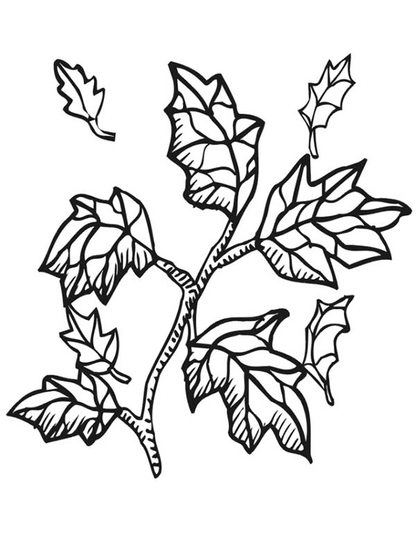 Coloring Pages | Autumn Leaf From Tree Branch Coloring Page