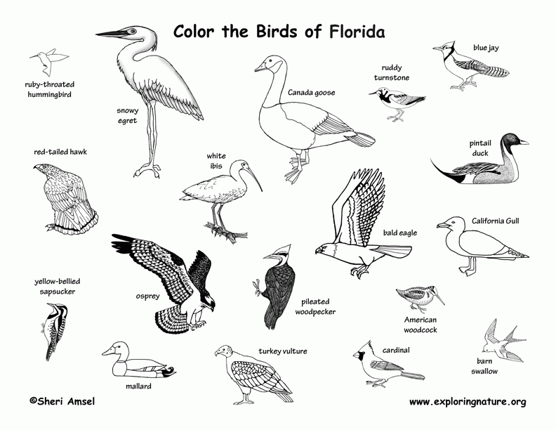 7 Pics Of Florida State Animal Coloring Page Florida State Bird Coloring Home
