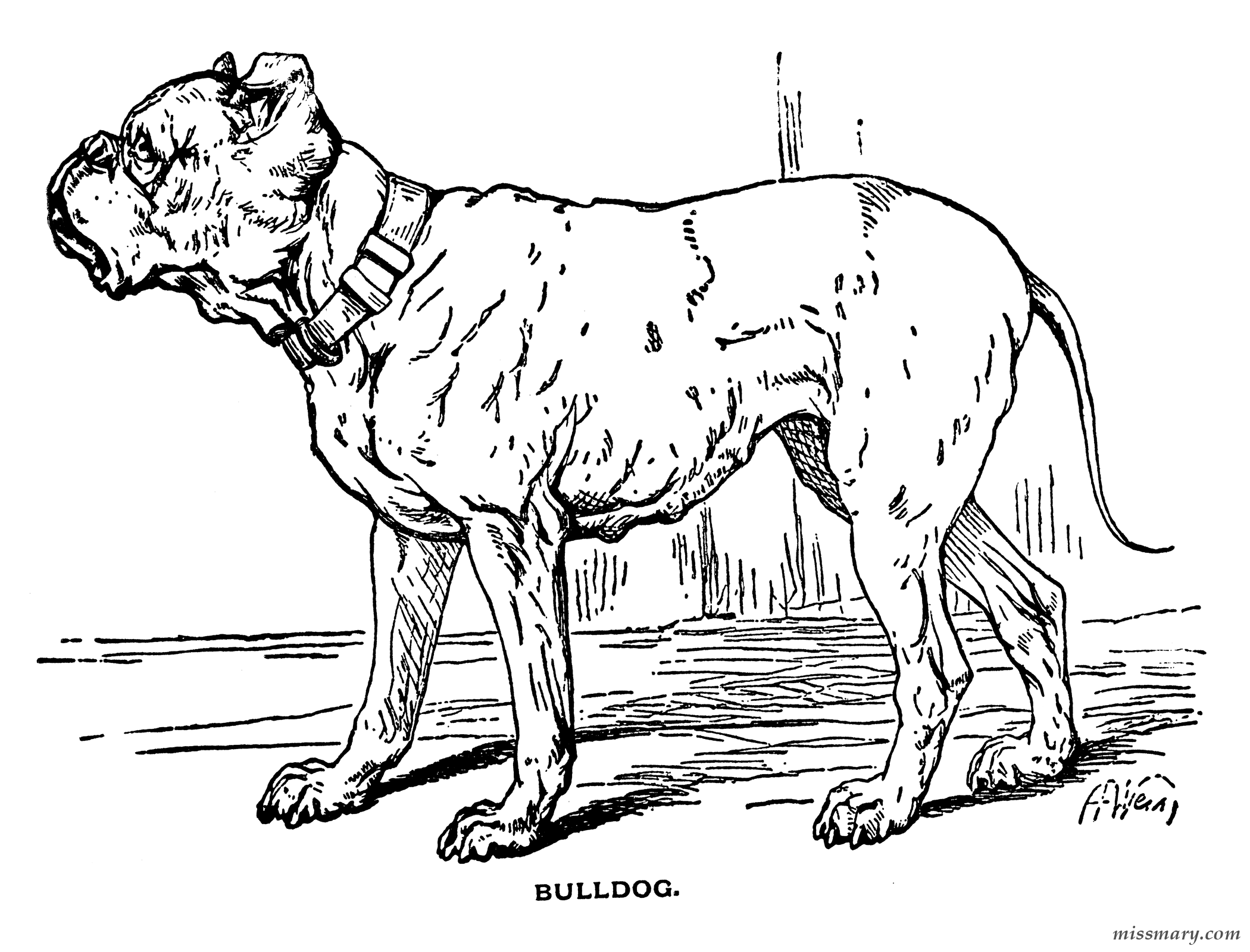 Bulldog - Coloring Pages for Kids and for Adults