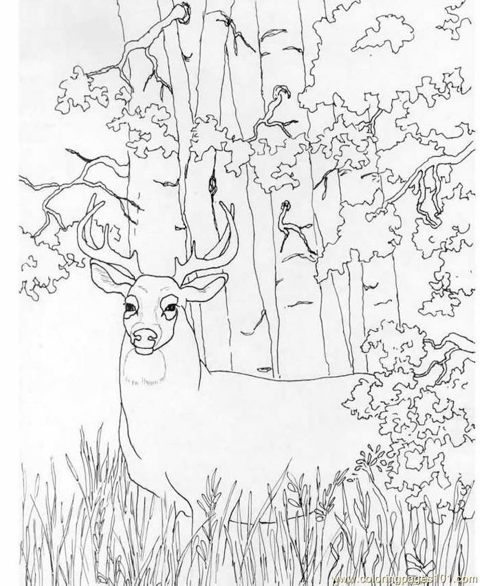 Whitetail Deer Coloring Page - Free Deer Coloring Pages ...