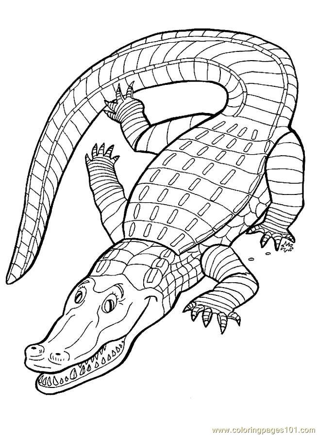 Alligators Coloring Page - Free Alligator Coloring Pages ...
