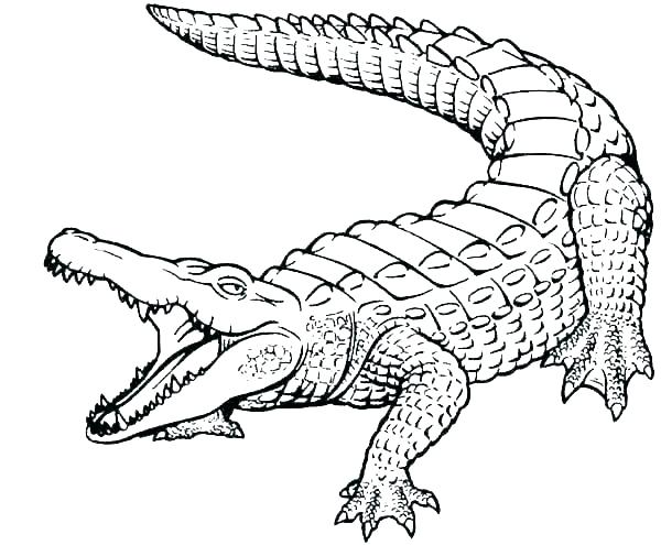 Coloring Page Alligator Animal Pages Color – creativhype.co