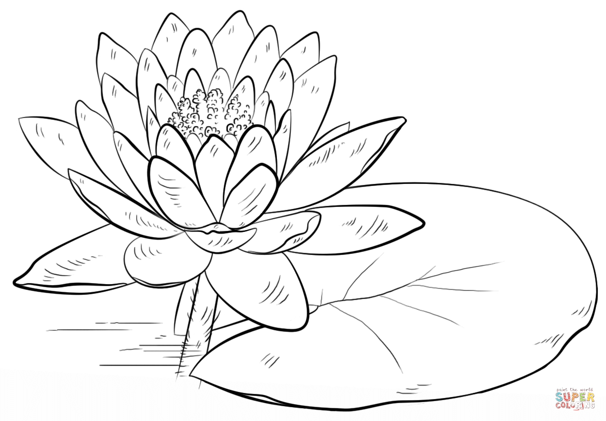 Water Lily and Pad coloring page | Free Printable Coloring Pages