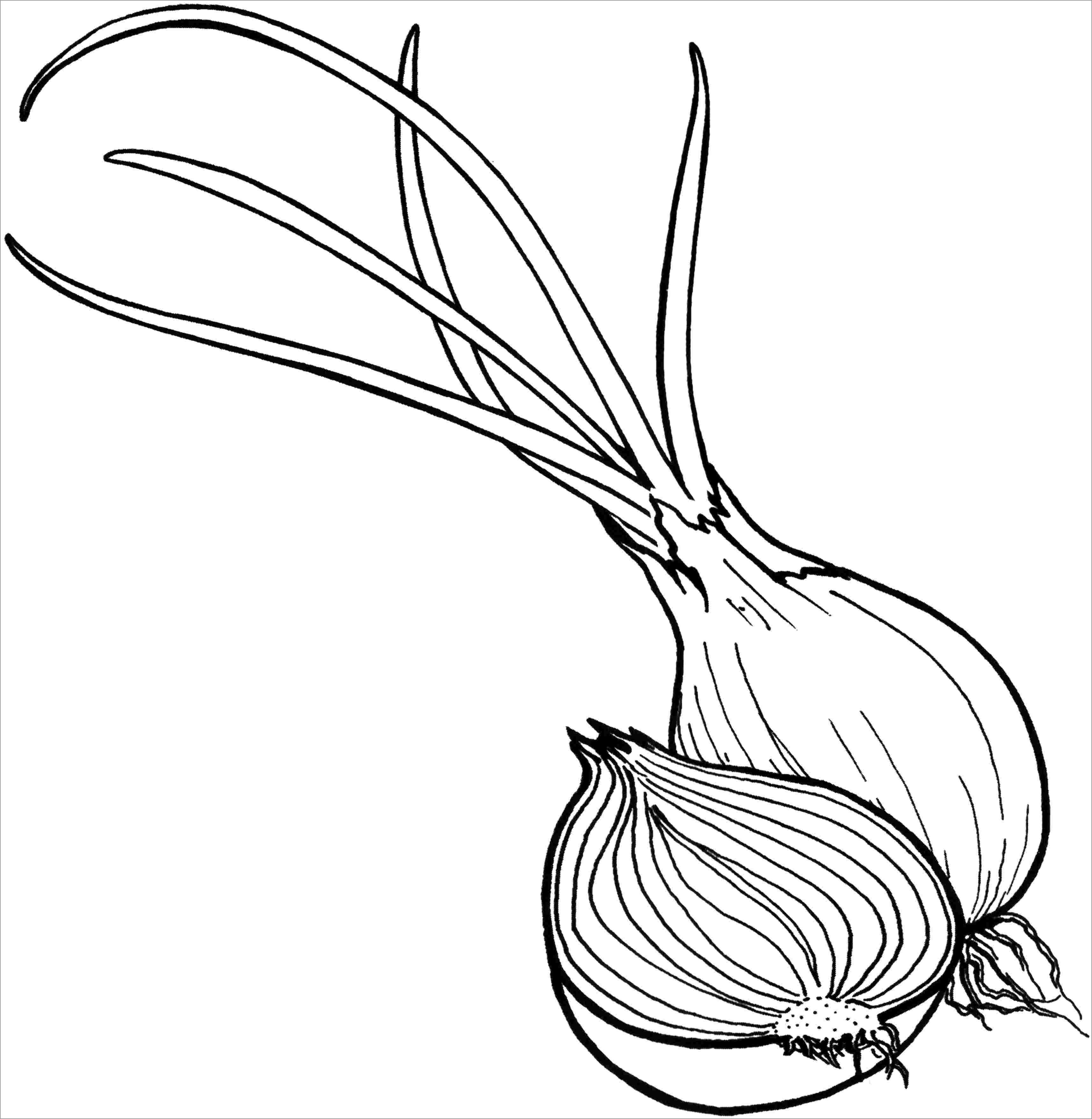 Sliced Onions Coloring Pages for Kids - ColoringBay