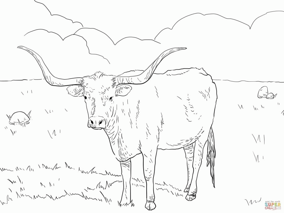 Texas Longhorn Cow Coloring Page - Coloring Home