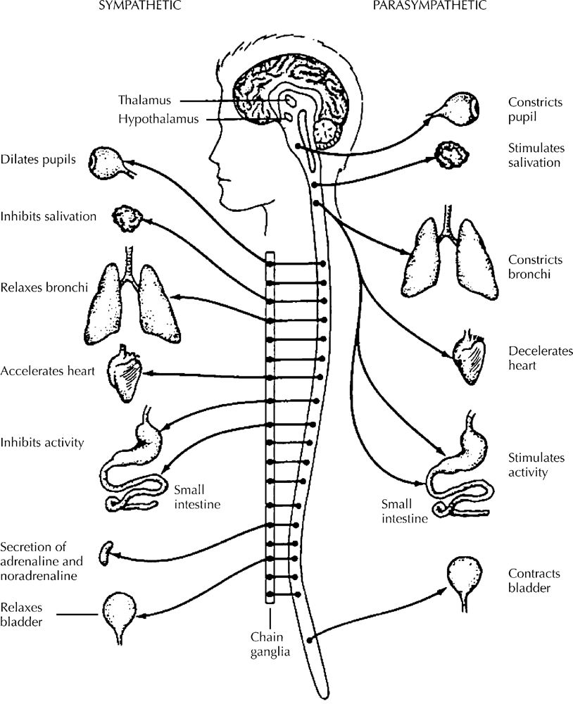 Nervous system coloring page