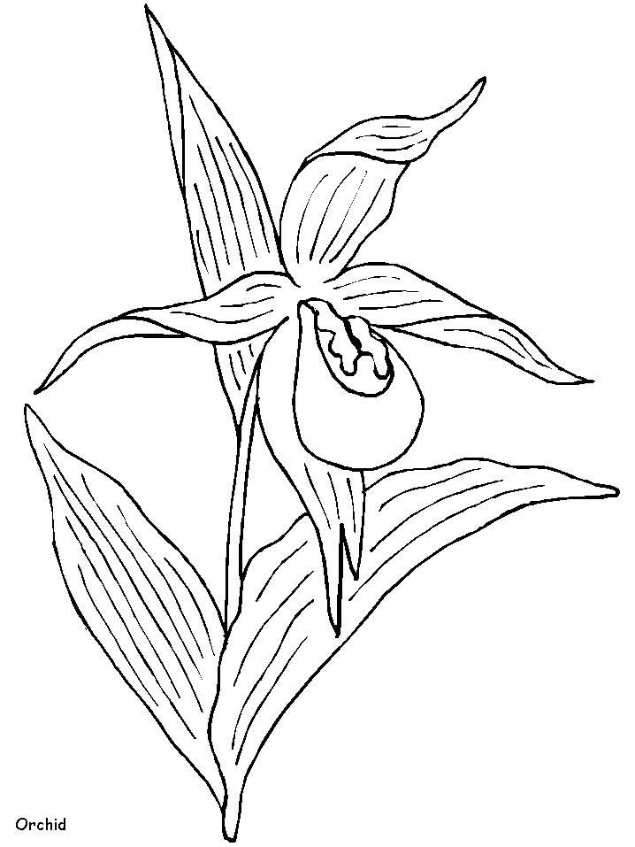 Orchid Flowers Coloring Pages coloring page & book for kids.