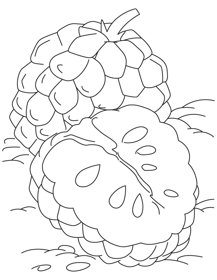 Tropical custard apple coloring pages | Download Free Tropical 