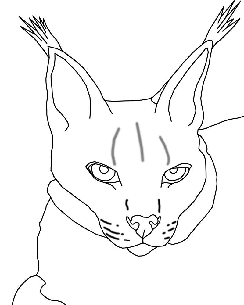 Lynx Coloring Pages - HiColoringPages
