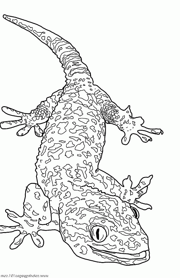 Download Online Coloring Pages for Free - Part 21