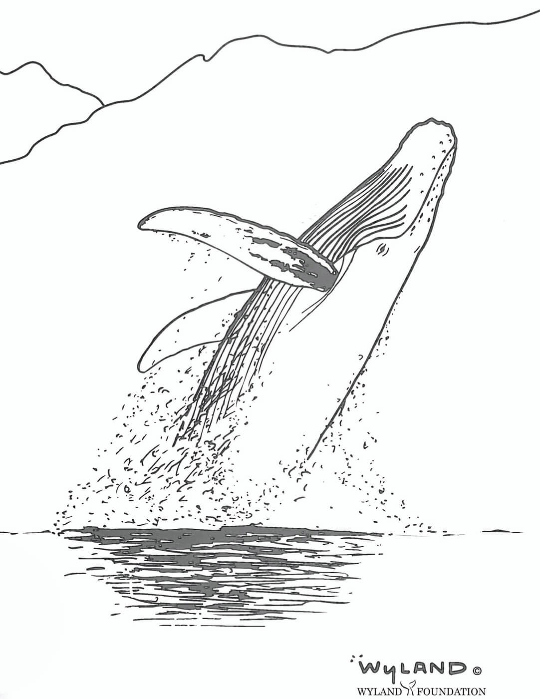 Humpback Whale Coloring Page Coloring Home - Bank2home.com