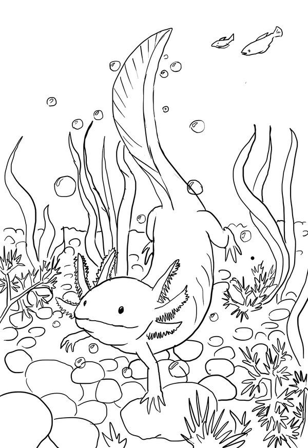 23 AXOLOTL ideas | axolotl, axolotl cute, cute animals