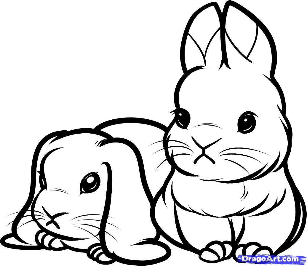How to Draw Baby Rabbits, Baby Rabbits, Step by Step, forest ...