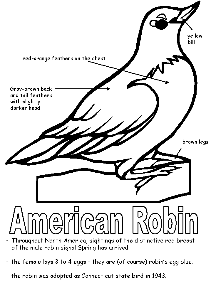 American Robin with labels | Bird coloring pages, Flag coloring pages,  American robin