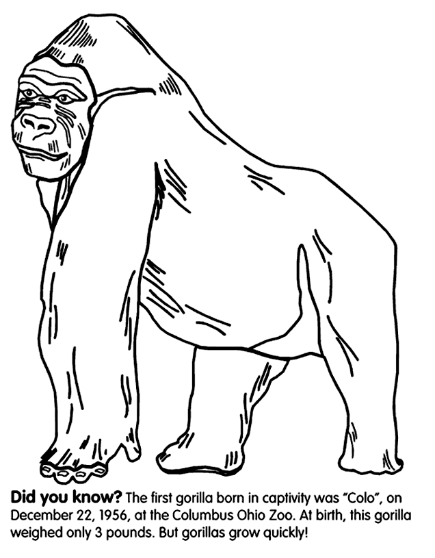 Gorilla-coloring-5 | Free Coloring Page Site