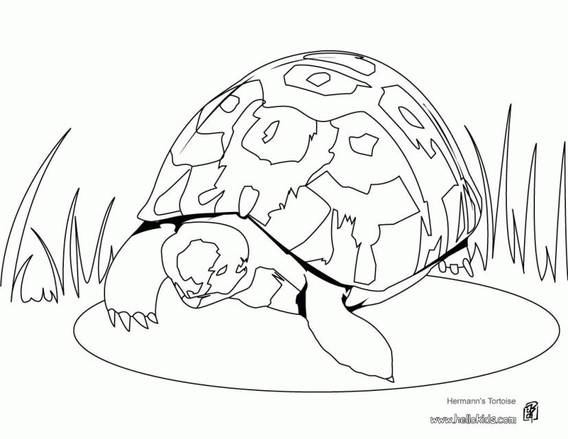 H2o Coloring Games Galapagos Tortoise Colouring Pages Kids 268285 