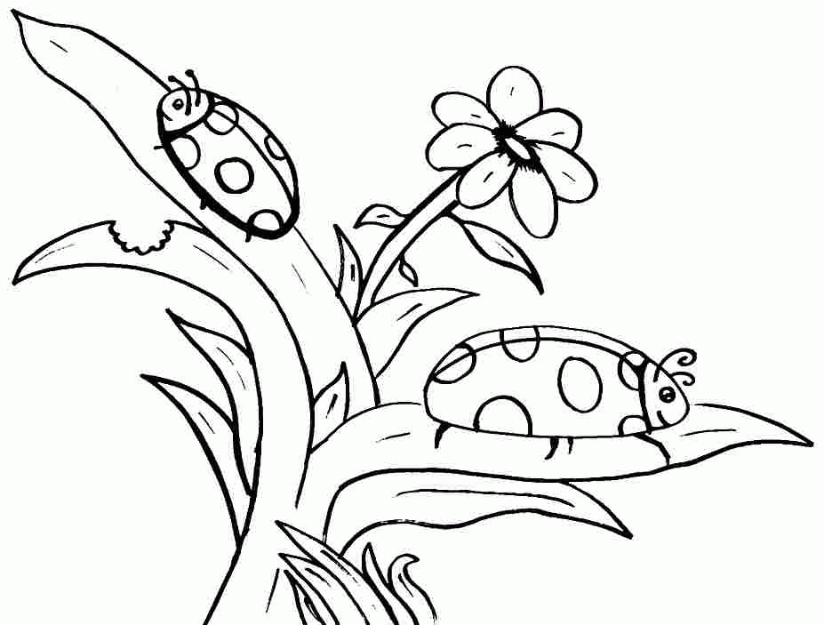 free-printable-colouring-sheets-animal-ladybird-for-kindergarten-coloring-home